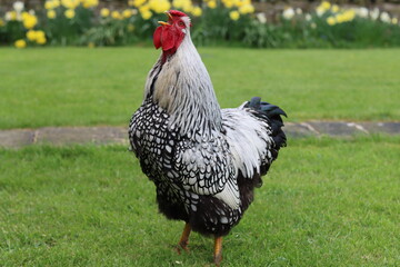 Silver laced Wyandotte cockerel crowing © Francesca Leslie