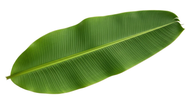 Isolated vivid green banana leaf with detailed venation, a tropical foliage element