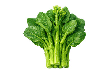 Fresh bunch of kai-lan, also known as chinese kale, with vibrant green leaves and developing florets, for healthy eating