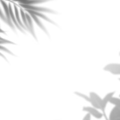 Obraz premium Palm tree leaves creating a realistic shadow overlay effect