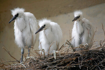 Seidenreiher (Egretta garzetta) drei Jungv&ouml;gel im Nest 