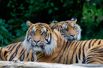 Tiger (Panthera tigris) Paar, ruhend