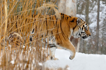 Sibirischer Tiger (Panthera tigris altaica) im Schnee