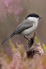 Weidenmeise oder M&ouml;nchsmeise (Poecile montanus) 