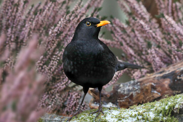 Amsel (Turdus merula) Hahn, M&auml;nnchen vor Winterheide