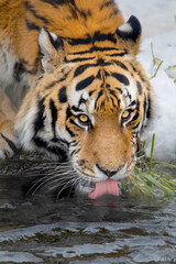 Sibirischer Tiger (Panthera tigris altaica) im Schnee