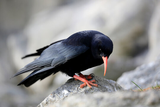 Alpenkr&auml;he (Pyrrhocorax pyrrhocorax) auf Stein 