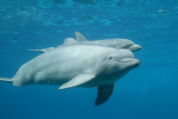 Naklejka premium Große Tümmler (Tursiops truncatus) zwei Tiere unter Wasser