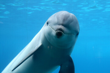 Gro&szlig;e T&uuml;mmler (Tursiops truncatus) unter Wasser, von vorne