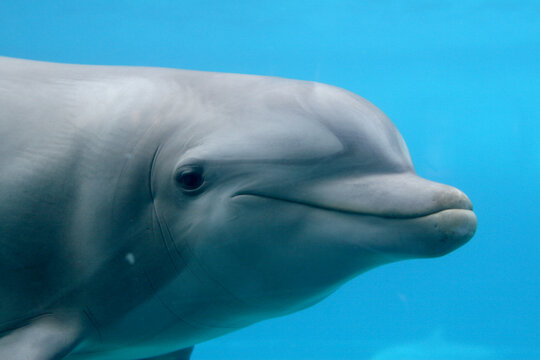 Gro&szlig;e T&uuml;mmler (Tursiops truncatus)  Delfin unter Wasser 