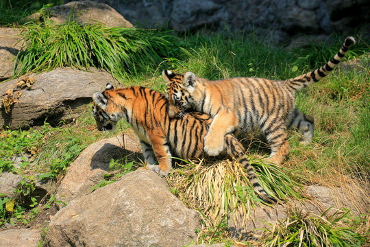 Tiger (Panthera tigris) zwei junge Tiger spielen 
