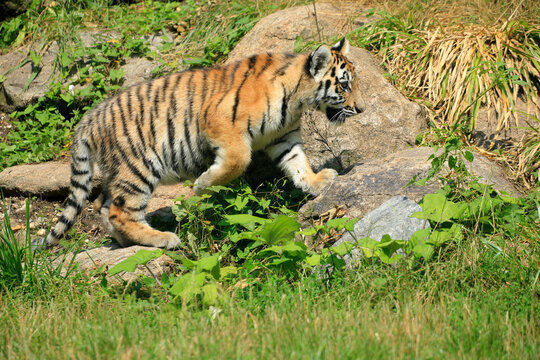 Tiger (Panthera tigris) Jungtier in Landschaft 