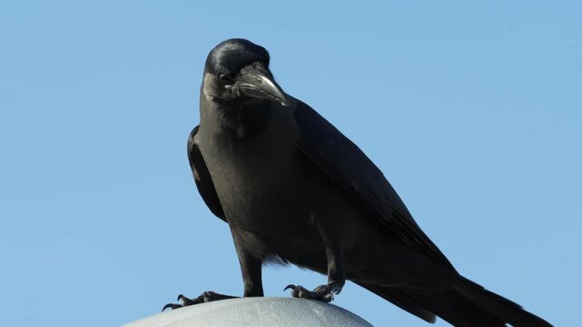 House Crow (Corvus splendens) perched on a Streetlight in Batam Indonesia 4K