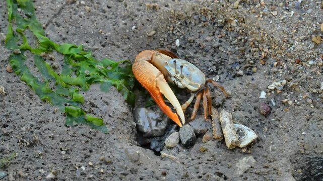 Close-up of a Fiddler Crab near its Burrow on a Muddy Beach in Batam 4K