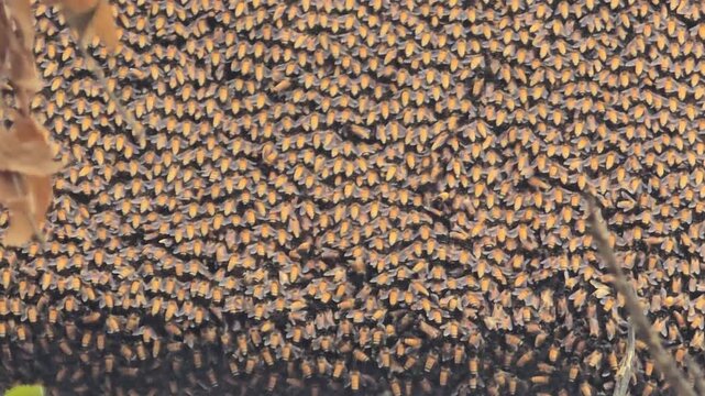 Honey bee swarm on tree branch, massive colony of wild honeybees in nature, organic beekeeping and pollination concept, golden insect cluster