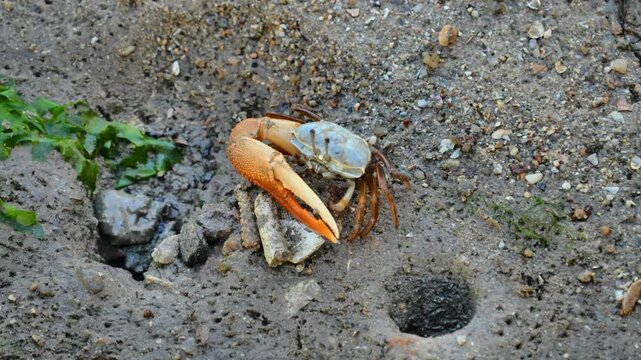 Close-up of Fiddler Crab on Muddy Shore in Batam, Indonesia in 4K