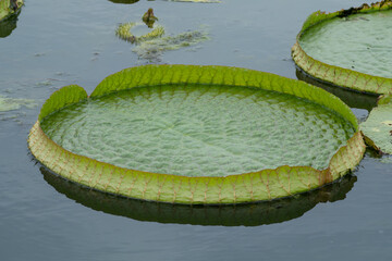 The Victoria amazonica is known as the giant water lily.