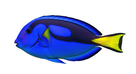 Isolated royal blue tang fish swimming tropical reef ocean, bright yellow tail saltwater sea