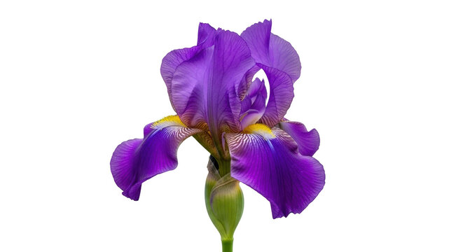 Isolated purple iris flower blossom in full bloom with prominent veins on petals closeup