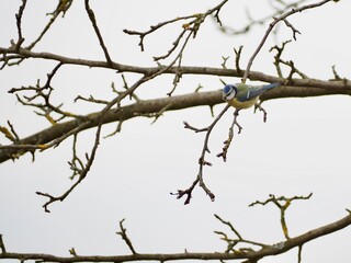 Eurasian blue tit perched on a bare tree branch in winter © Tomas_Martinek