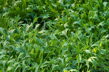 Obraz premium ビニールハウス栽培の水菜