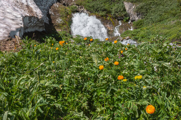Vivid orange lush flowers bloom among grasses overlooking big waterfall flows from rock under glacier in sunny day. Flowering grassy meadow against large spring stream under snow cornice in bright sun © Daniil