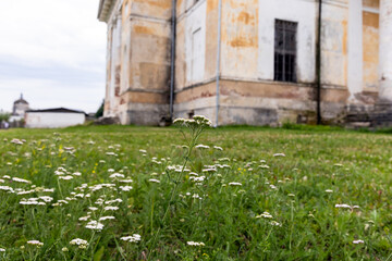 Delicate white wildflowers scatter across a green meadow leading to a weathered historic church with peeling plaster, creating a peaceful, rustic scene that evokes nostalgia, solitude and rural charm © evannovostro