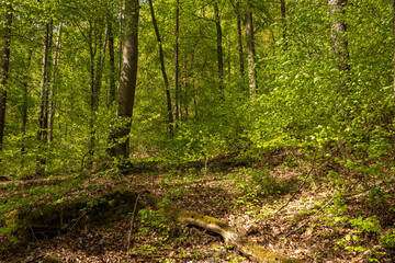 Sunlit Spring Forest in Weilbach, Germany