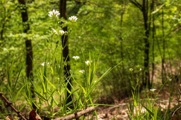White Stitchwort Wildflowers in Sunlit Spring Forest