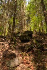 Moss Covered Rock in Sunlit Forest, Germany