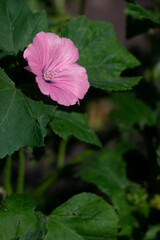 Soft as silk &mdash; a single rose-pink petal cup amid lush foliage