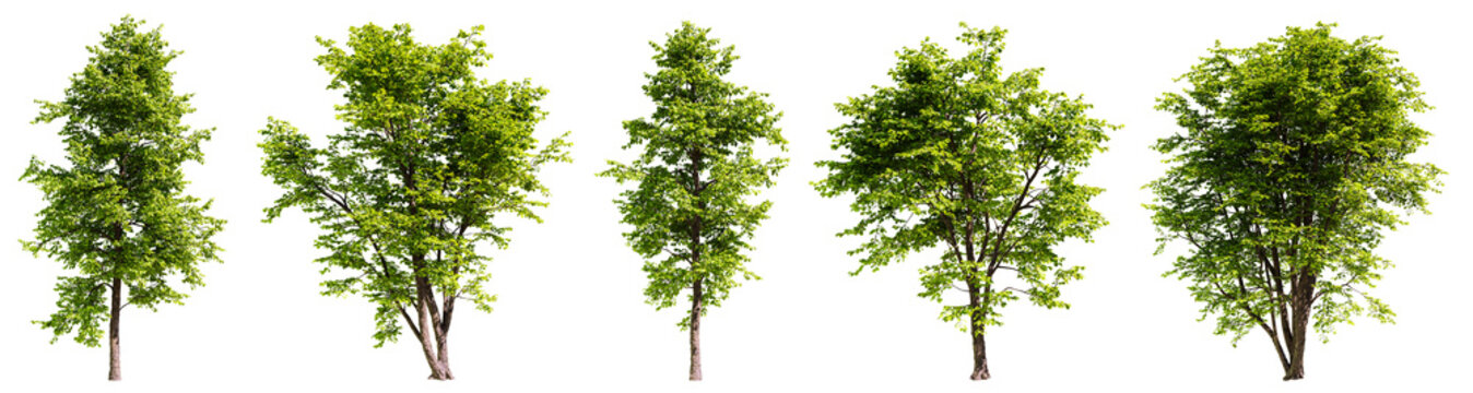 Set of alnus cremastogyne tree isolated on transparent background. 3D render. 