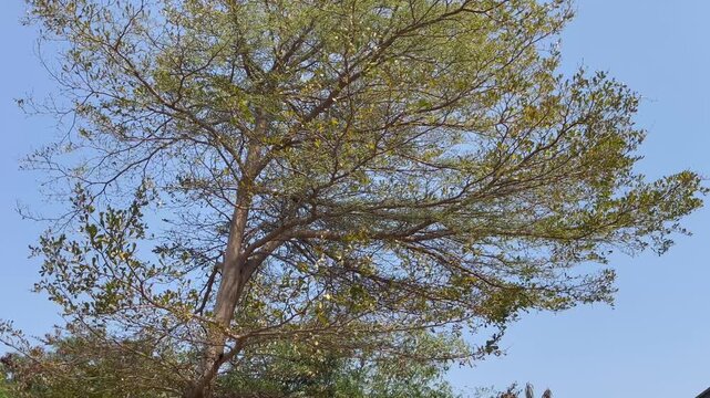 Branches and young shoots of Ivory Coast almond or Black afara, stock footage