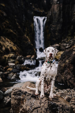 Dalmatian dog portrait in iceland