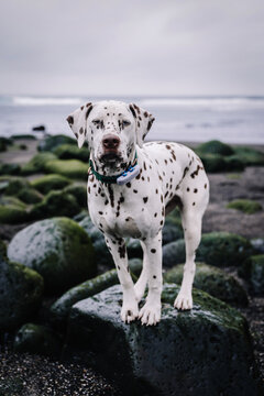 Dalmatian dog portrait in iceland