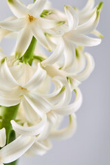 Close-up of pristine white hyacinth flowers with gracefully curled petals. Soft lighting highlights their delicate texture and pure beauty, perfect for themes of elegance, purity, and spring.