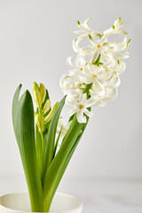 Close-up of pristine white hyacinth flowers with gracefully curled petals. Soft lighting highlights their delicate texture and pure beauty, perfect for themes of elegance, purity, and spring.