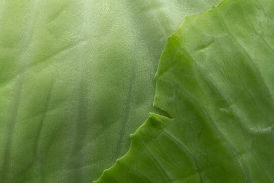 Close macro view of Brassica oleracea leaf venation and waxy texture
