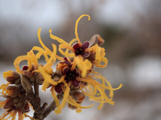 雪が降った2月に咲きはじめた可愛らしい「ハマメリス･インターメディア･エレナ」の黄色い花