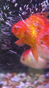 Oranda red fresh water fish (Carassius auratus) in aquarium