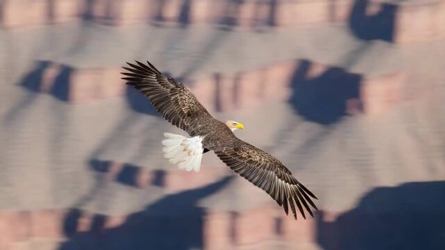 Large bird of prey soaring in flight against scenic background