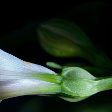 Alstroemeria flower bud before opening &mdash; veined tepals in dramatic light