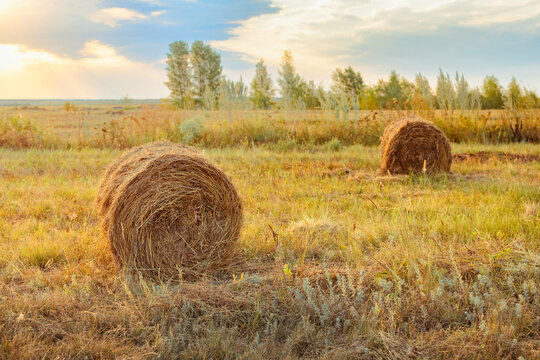 A field with mowed grass and rolls of hay on a sunny day. Haymaking in the summer.