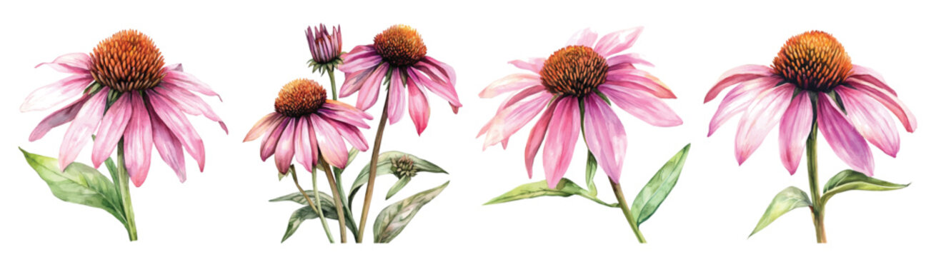 echinacea flower painting set, Minimal yet artistic elements for creative designs. hand-drawn paint, Simple Illustration, A beautiful painting isolated on a white background