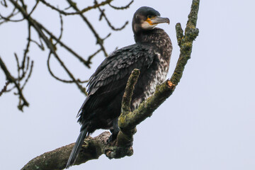 Obraz premium Great Cormorant Perched on Bare Tree Branch