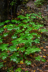 Wild geranium canariense in Anaga forest