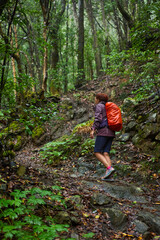 Obraz premium Hiking in the rainy laurisilva forest