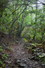 Lush subtropical laurel forest in Tenerife