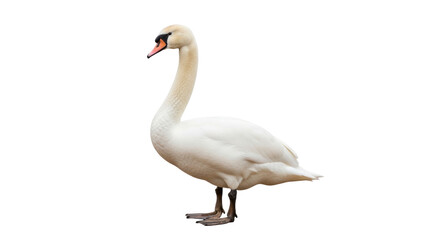 Obraz premium Isolated mute swan standing with neck curved gracefully looking to the side on clean backdrop
