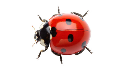 Isolated ladybug with red shell, black spots, and six legs, close-up macro detailed view © Sergiu